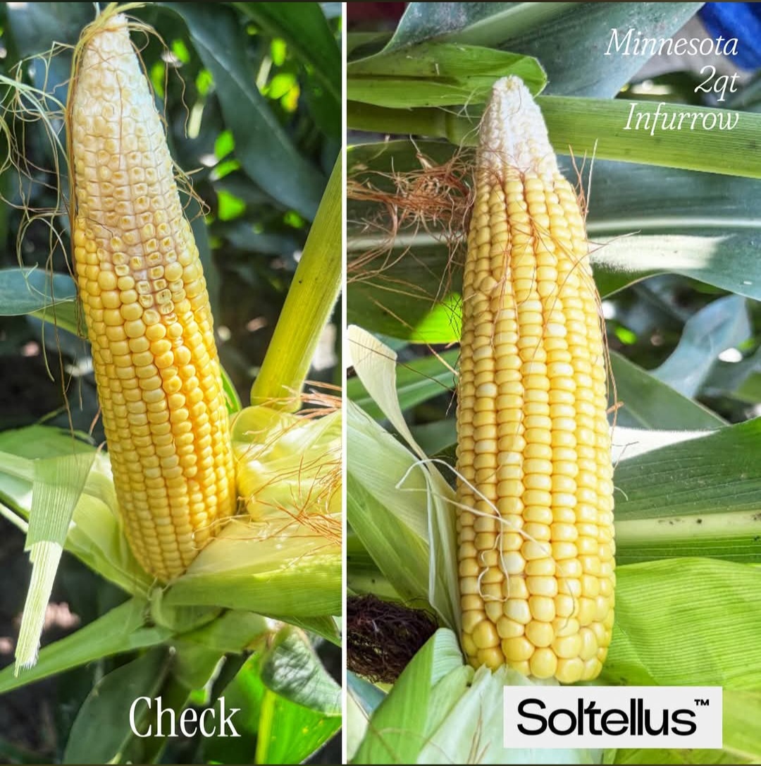 Side-by-side corn ear comparison: untreated check versus Minnesota 2qt in-furrow Soltellus, showing fuller tip fill