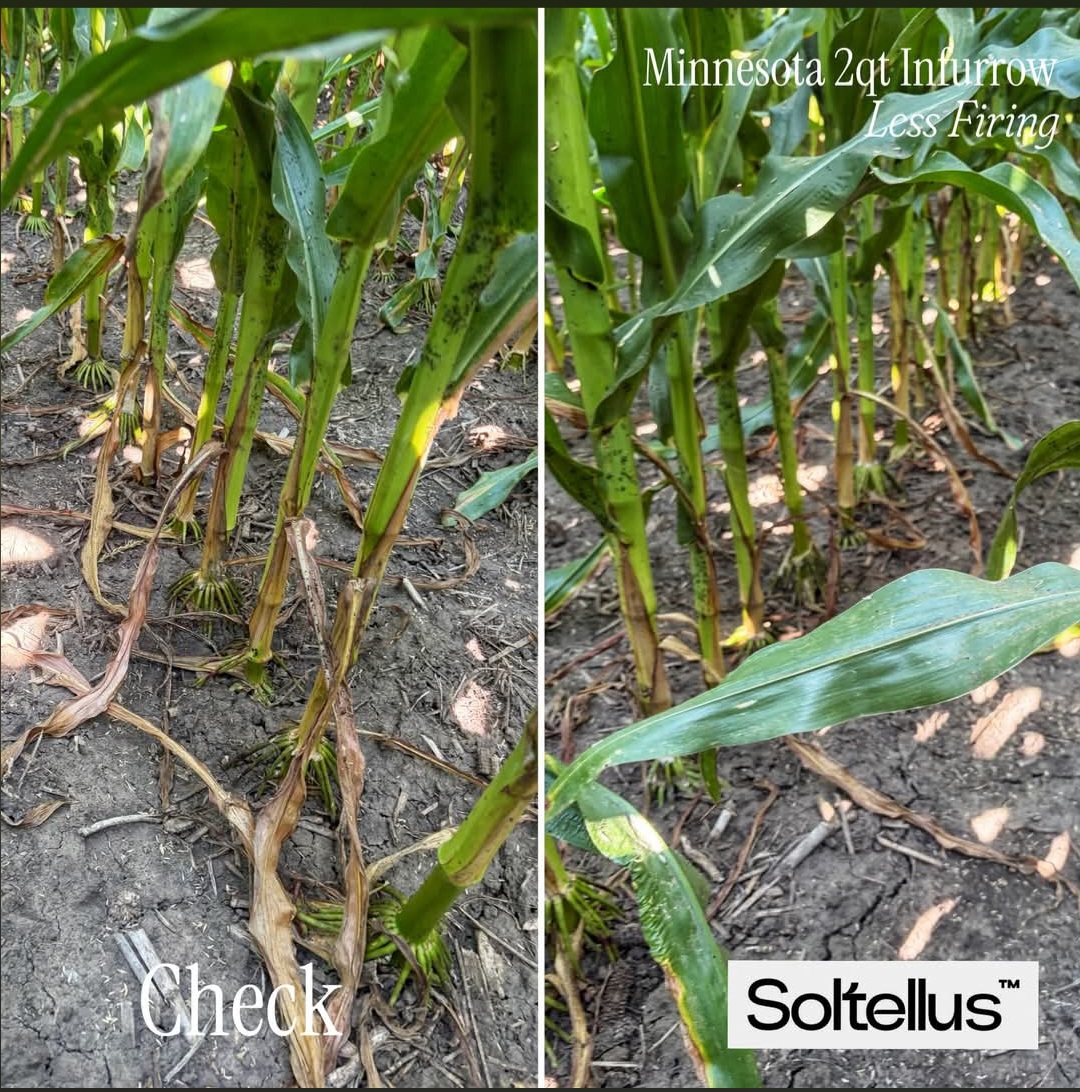 Corn stalk comparison: untreated check with fired lower leaves versus Minnesota 2qt in-furrow Soltellus with greener, healthier lower canopy