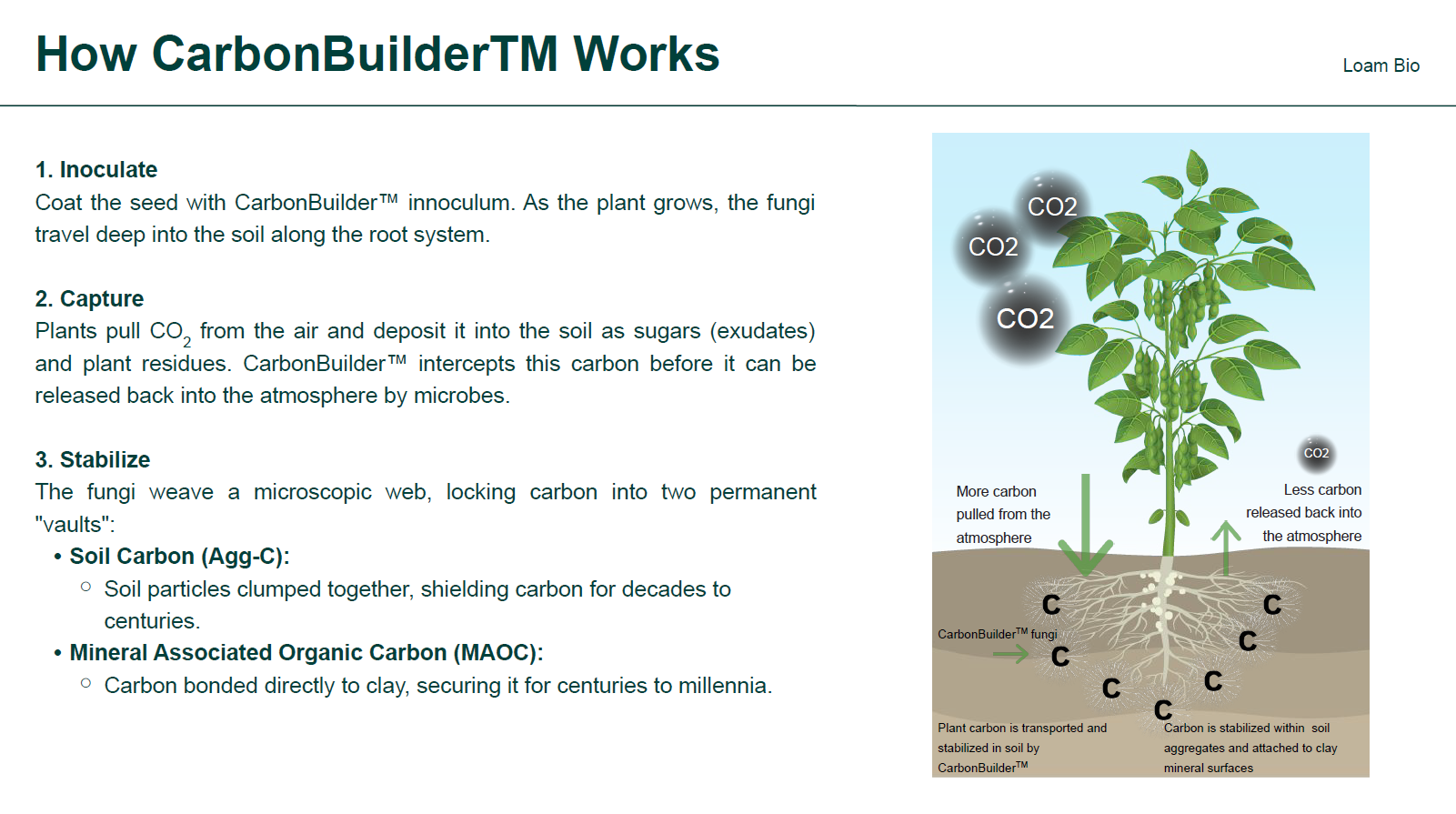 How CarbonBuilder works: inoculate the seed with CarbonBuilder fungi, capture CO2 as plant sugars and residues, and stabilize it as soil aggregate carbon (Agg-C) and mineral associated organic carbon (MAOC)