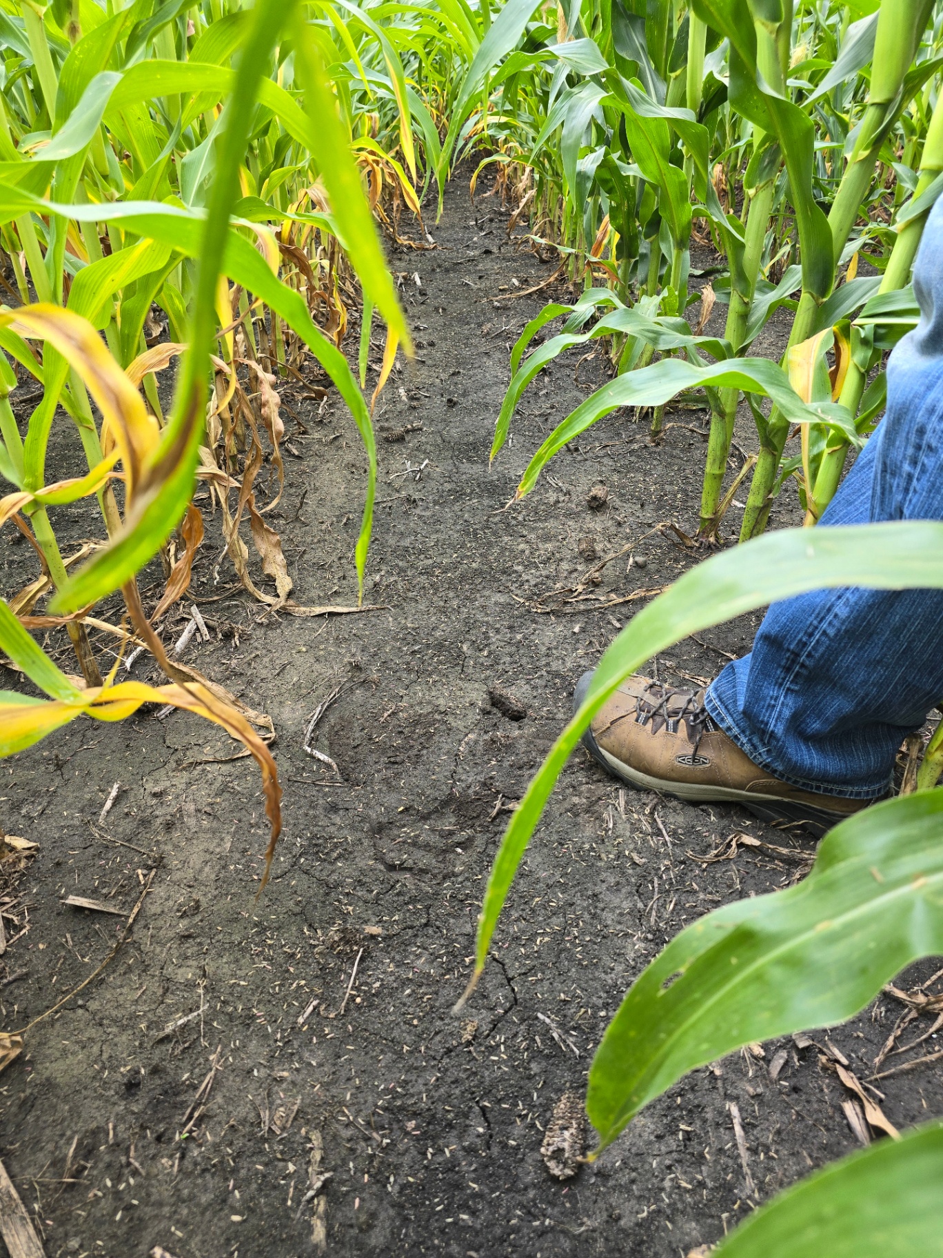 Standing in a Dinger Sales test plot — healthy corn rows and rich, dark Minnesota soil
