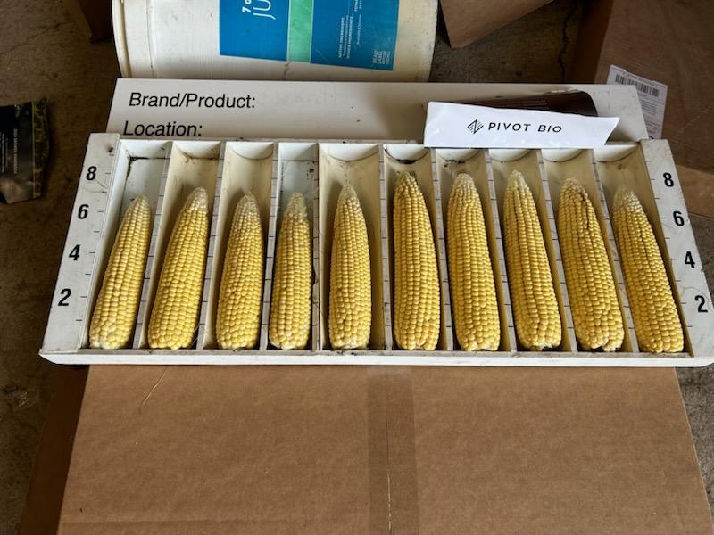Side-by-side ear count from a Pivot Bio test plot at Dinger Sales