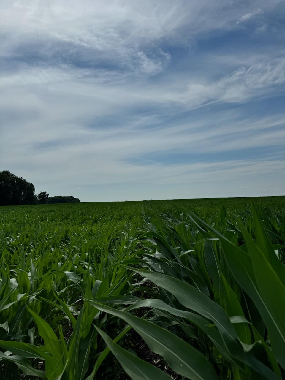 Rows of tall green corn under a sweeping Minnesota sky