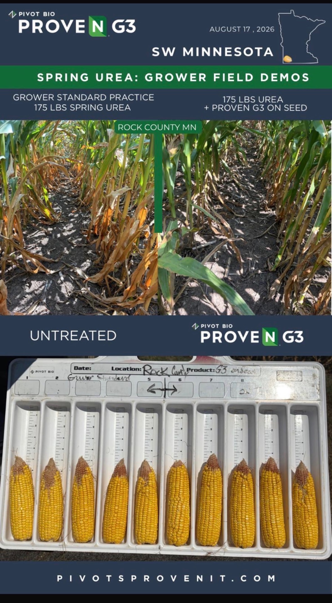Pivot Bio PROVEN G3 grower field demo in Rock County, MN: 175 lbs spring urea alone versus 175 lbs urea plus PROVEN G3 on seed, with side-by-side ear comparison